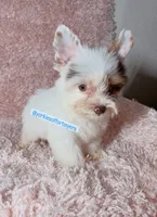 Beautiful PartiChocolate - Light Eyes, a male Yorkshire Terrier for sale in Labelle, FL – 1 of 9