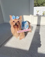 Beautiful Small Male - Valentine 💘 , a male Yorkshire Terrier for sale in Labelle, FL – Photo 5 of 6