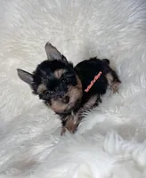 Beautiful Small Male - Valentine 💘 , a male Yorkshire Terrier for sale in Labelle, FL – Photo 4 of 6