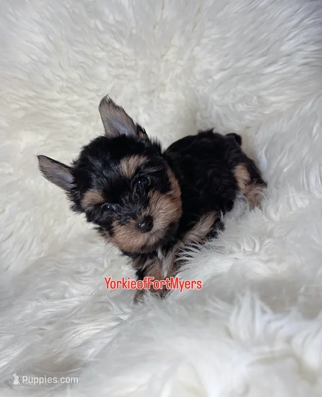 Beautiful Small Male - Valentine 💘 