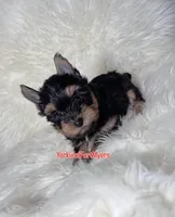 Beautiful Small Male - Valentine 💘 , a male Yorkshire Terrier for sale in Labelle, FL – Photo 1 of 6