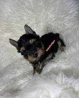 Beautiful Small Male - Valentine 💘 , a male Yorkshire Terrier for sale in Labelle, FL – Photo 3 of 6