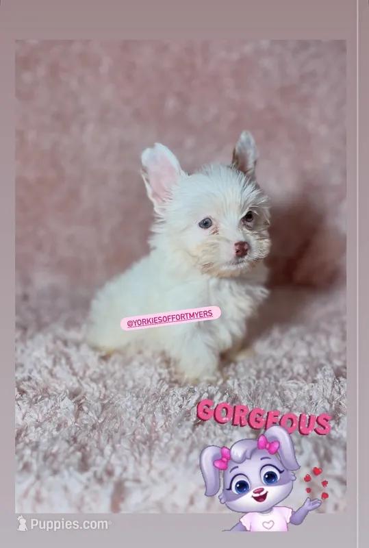 Beautiful TeaCup ChocoBerry - Female – Yorkshire Terrier puppy for sale in Labelle, FL