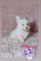 Beautiful TeaCup ChocoBerry - Female, a female Yorkshire Terrier for sale in Labelle, FL – 1 of 5