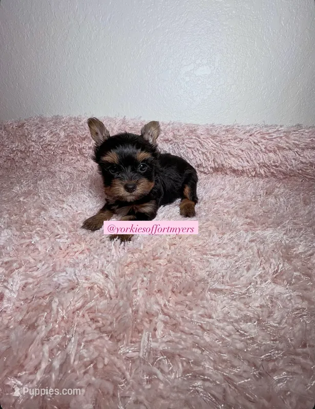 Beautiful Traditional Female  – Yorkshire Terrier puppy for sale in Labelle, FL