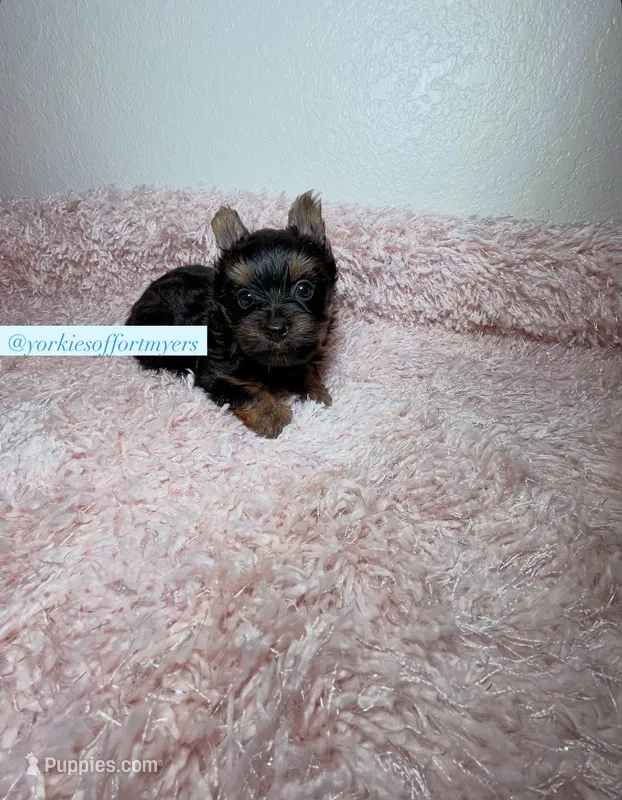 Beautiful Yorkie Male – Yorkshire Terrier puppy for sale in Labelle, FL