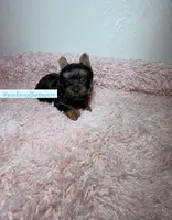 Beautiful Yorkie Male, a male Yorkshire Terrier for sale in Labelle, FL – 1 of 7