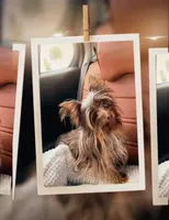 Chocolate Male - Yorkie (Free to a Good Home) 🏡 , a male Yorkshire Terrier for sale in Fort Lauderdale, FL – 2 of 2