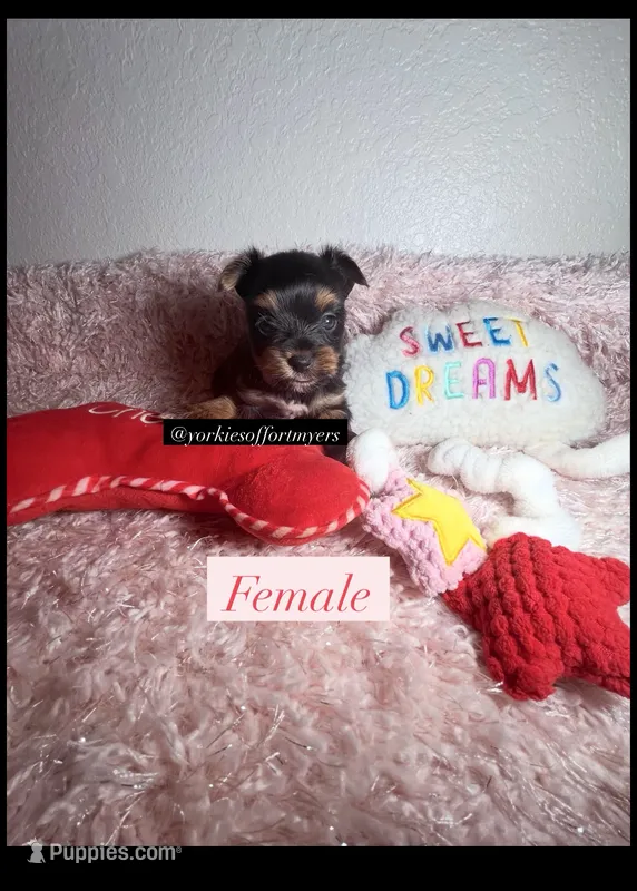 Beautiful Traditional Female  – Yorkshire Terrier puppy for sale in Labelle, FL