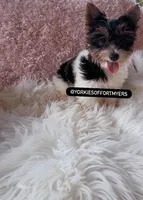 Beautiful TeaCup PartiColor Female - Yorkie - CKC, a female Yorkshire Terrier for sale in Labelle, FL – Photo 6 of 9