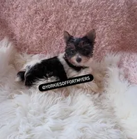 Beautiful TeaCup PartiColor Female - Yorkie - CKC, a female Yorkshire Terrier for sale in Labelle, FL – Photo 3 of 9