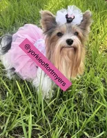 Beautiful TeaCup PartiColor Female - Yorkie - CKC, a female Yorkshire Terrier for sale in Labelle, FL – Photo 2 of 9