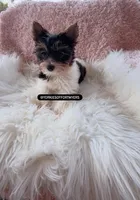 Beautiful Tiny Parti Female - CKC, a female Yorkshire Terrier for sale in Labelle, FL – Photo 2 of 3