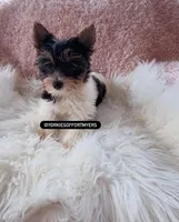 Beautiful TeaCup PartiColor Female - Yorkie - CKC, a female Yorkshire Terrier for sale in Labelle, FL – Photo 5 of 9