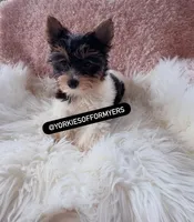 Beautiful TeaCup PartiColor Female - Yorkie - CKC, a female Yorkshire Terrier for sale in Labelle, FL – Photo 7 of 9