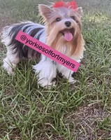 Beautiful TeaCup PartiColor Female - Yorkie - CKC, a female Yorkshire Terrier for sale in Labelle, FL – Photo 8 of 9