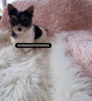 Beautiful Tiny Parti Female - CKC, a female Yorkshire Terrier for sale in Labelle, FL – Photo 1 of 3