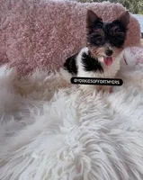 Beautiful Tiny Parti Female - CKC, a female Yorkshire Terrier for sale in Labelle, FL – Photo 3 of 3