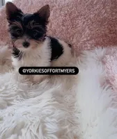 Beautiful TeaCup PartiColor Female - Yorkie - CKC, a female Yorkshire Terrier for sale in Labelle, FL – Photo 1 of 9