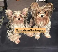 Beautiful PartiColor Female , a female Yorkshire Terrier for sale in Labelle, FL – 6 of 8