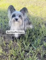 Beautiful Merle Female, a female Yorkshire Terrier for sale in Labelle, FL – 7 of 7
