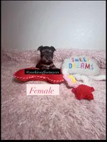 Beautiful Traditional Female , a female Yorkshire Terrier for sale in Labelle, FL – 2 of 7
