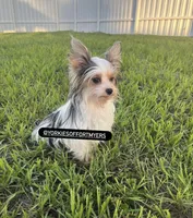 Beautiful Merle Male , a male Yorkshire Terrier for sale in Labelle, FL – 3 of 7