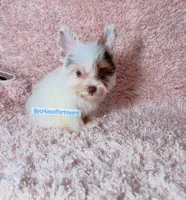 Beautiful PartiChocolate - Light Eyes, a male Yorkshire Terrier for sale in Labelle, FL – 4 of 9