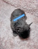 Beautiful Merle Male , a male Yorkshire Terrier for sale in Labelle, FL – 5 of 7
