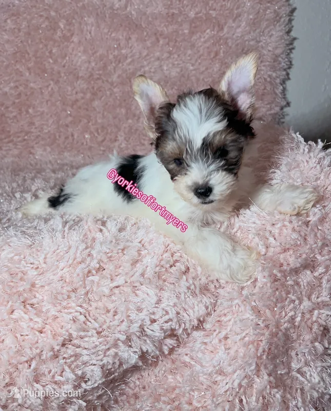 Beautiful PartiColor Female  – Yorkshire Terrier puppy for sale in Labelle, FL