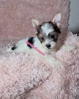Beautiful PartiColor Female , a female Yorkshire Terrier for sale in Labelle, FL – 1 of 8
