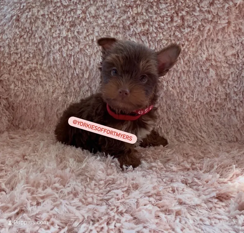 Beautiful Small Chocolate 🍫 Male - Ready