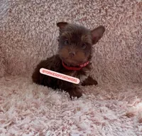 Beautiful Small Chocolate 🍫 Male - Ready, a male Yorkshire Terrier for sale in Labelle, FL – Photo 1 of 4