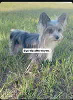 Beautiful Merle Female, a female Yorkshire Terrier for sale in Labelle, FL – 3 of 7