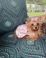 Beautiful TeaCup Male - CKC - Ready , a male Yorkshire Terrier for sale in Labelle, FL – Photo 3 of 6