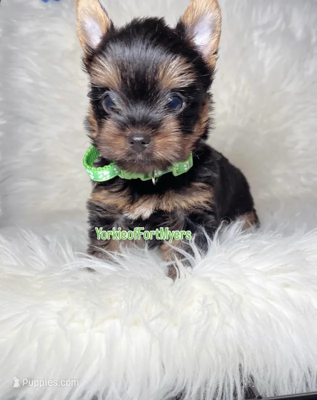 Beautiful TeaCup Male - CKC - Ready 