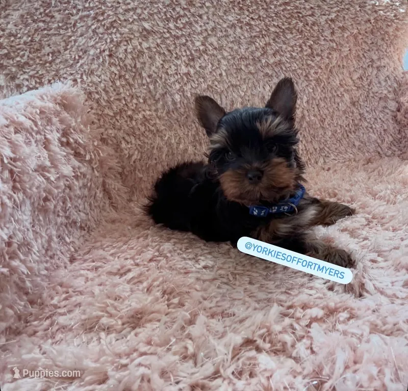 Beautiful TeaCup Male - CKC - Ready 