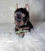 Beautiful TeaCup Male - CKC - Ready , a male Yorkshire Terrier for sale in Labelle, FL – Photo 5 of 6