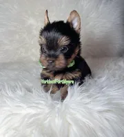 Beautiful TeaCup Male - CKC - Ready , a male Yorkshire Terrier for sale in Labelle, FL – Photo 2 of 6