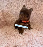 Beautiful TeaCup Chocolate Male 🍫 - Ready, a male Yorkshire Terrier for sale in Labelle, FL – Photo 4 of 6