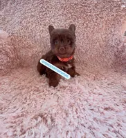 Beautiful TeaCup Chocolate Male 🍫 - Ready, a male Yorkshire Terrier for sale in Labelle, FL – Photo 6 of 6