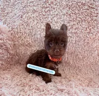 Beautiful TeaCup Chocolate Male 🍫 - Ready, a male Yorkshire Terrier for sale in Labelle, FL – Photo 3 of 6