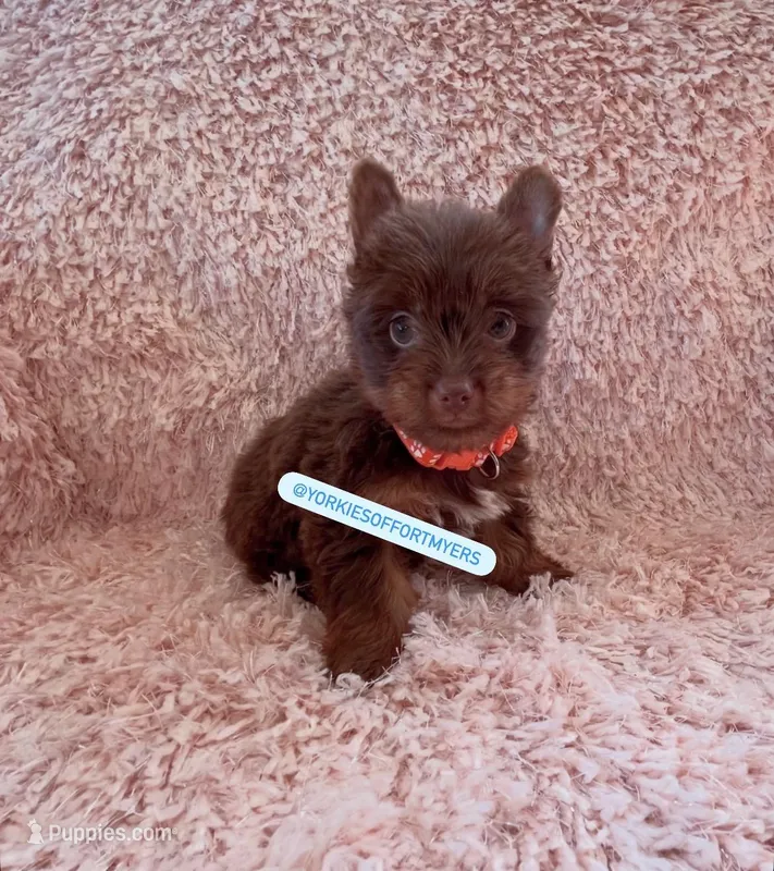 Beautiful TeaCup Chocolate Male 🍫 - Ready