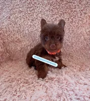 Beautiful TeaCup Chocolate Male 🍫 - Ready, a male Yorkshire Terrier for sale in Labelle, FL – Photo 1 of 6