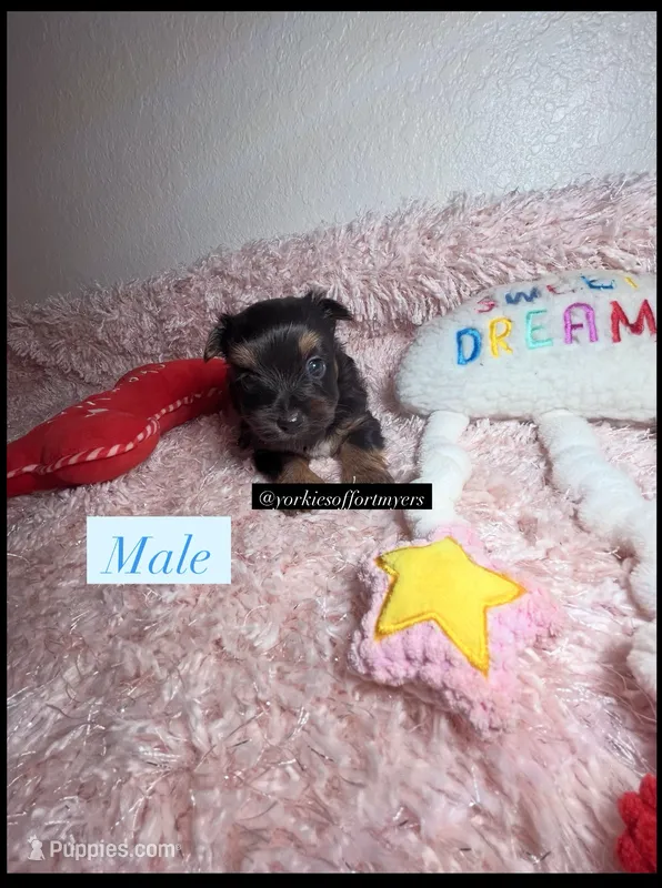 Beautiful Teacup Male – Yorkshire Terrier puppy for sale in Labelle, FL