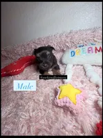 Beautiful Teacup Male, a male Yorkshire Terrier for sale in Labelle, FL – 1 of 7