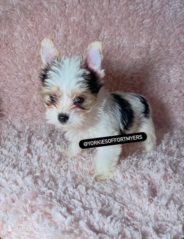 Beautiful PartiColor Teacup Male - CKC – Yorkshire Terrier puppy for sale in Labelle, FL