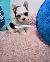 Beautiful PartiColor male , a male Yorkshire Terrier for sale in Labelle, FL – 3 of 6