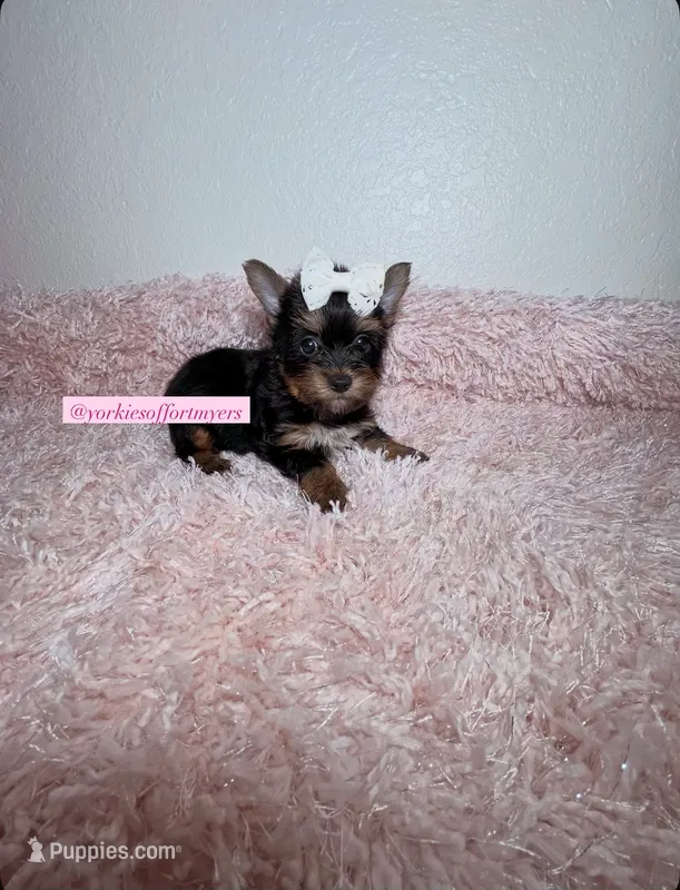 Beautiful Yorkie Female  – Yorkshire Terrier puppy for sale in Labelle, FL