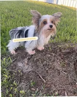 Beautiful PartiColor Teacup Male - CKC, a male Yorkshire Terrier for sale in Labelle, FL – 8 of 8